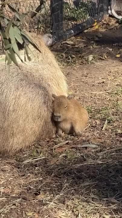 ����� � ������������� �� ������� �������