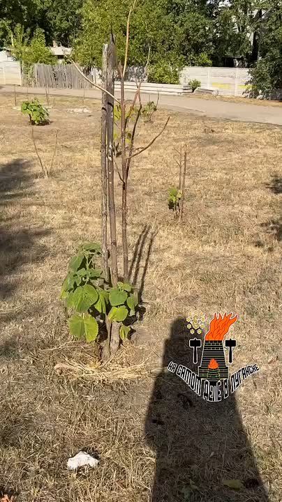 ��� ������� ����� �������� � ������ ����