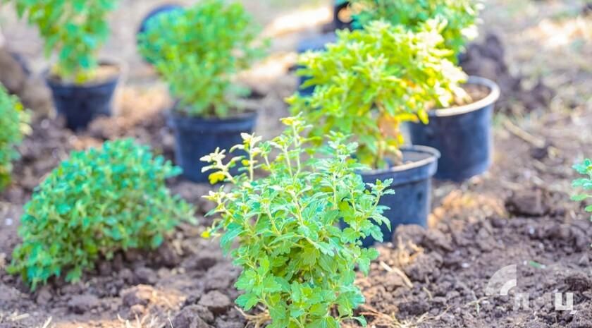 ����� 60 ��������� ������� � �������� ������� ��������� ����� ����� �������� ������� � ������������ ��� ������