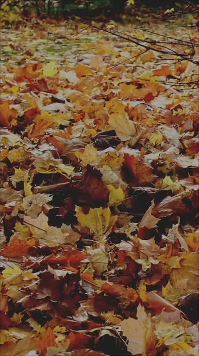 ��� ������ ��������� �����������, �����