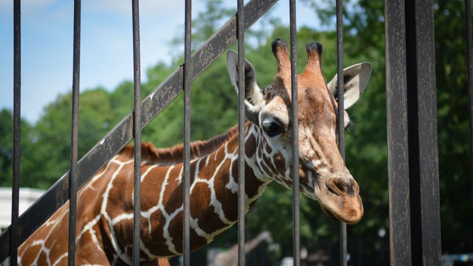 В Луганске ведется проектирование зоопарка на территории парка Горького