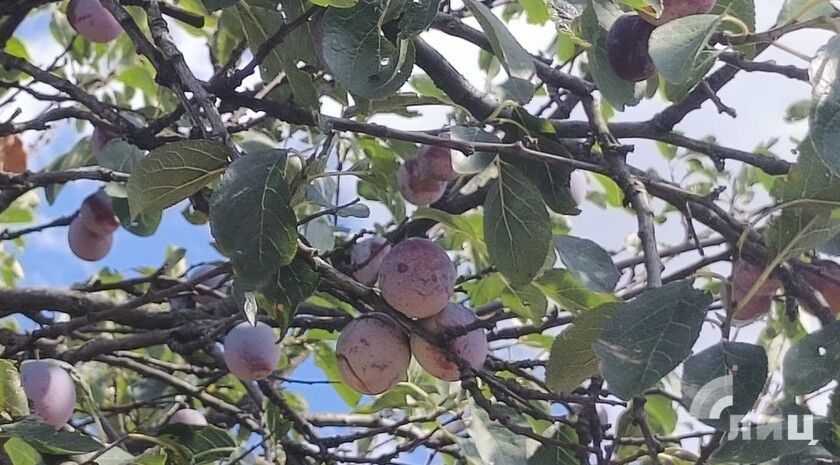 ��������� ������������ 12 �������� � ��� �� 25 �������� �����