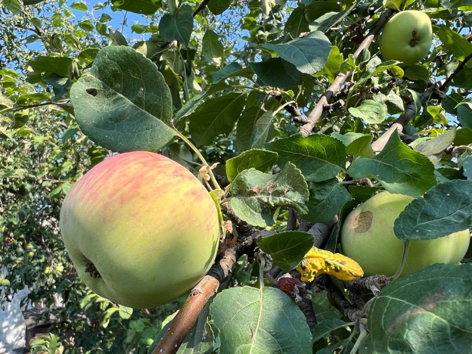 � ��� �������� ��������. ��������� ��� ��������, ��� 12 �������� � ������� ��������� ���������� ���������� ��� �������