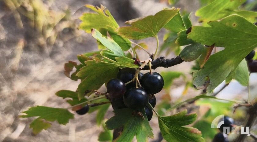 ��������� ������������ 14 �������� � ��� �� 24 �������� �����, ����� ������� ���������