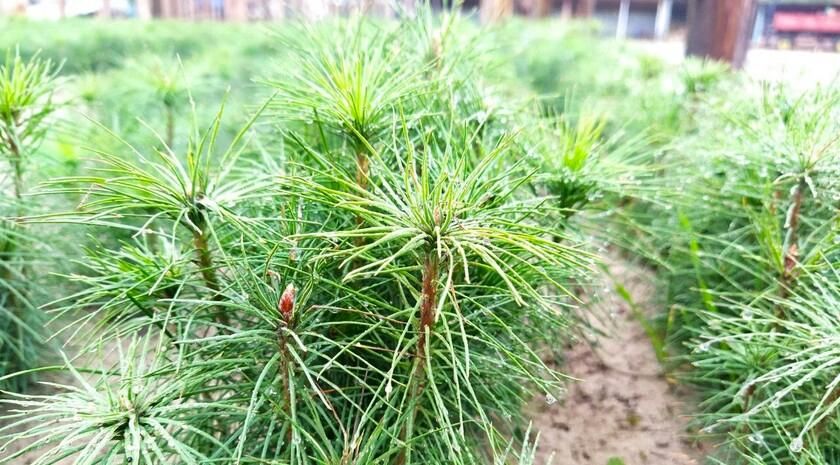 �������� ��� ��������� 1,5 ��� ������� � 2025 ����