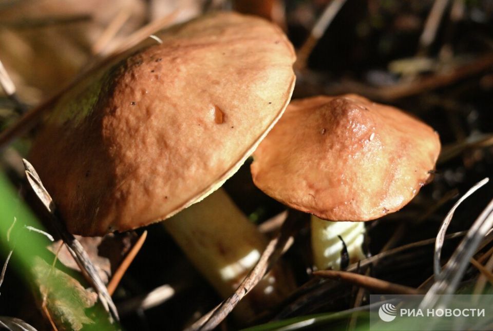 ������ �� ����� ����������� ������