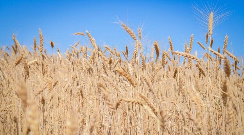 ���������������� �� ��� ���� ����������� � ��� ����� 115 ���. �� �������������