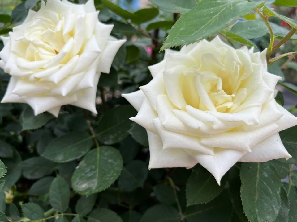 ����� � ����� ��������� � ���