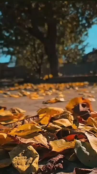 ���� ����� ���������� � �������