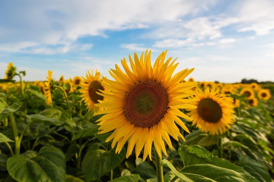 � ��� ������������ �������� ������ ����������� �������