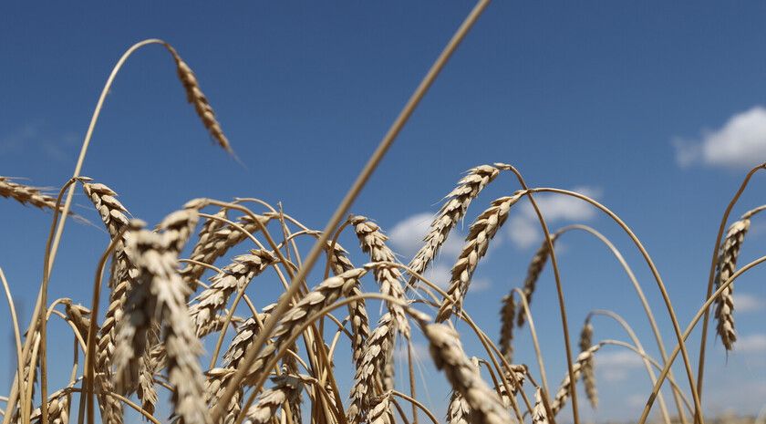 Интеграция ЛНР в состав РФ позволяет перейти к развитию сельских территорий — Минсельхоз