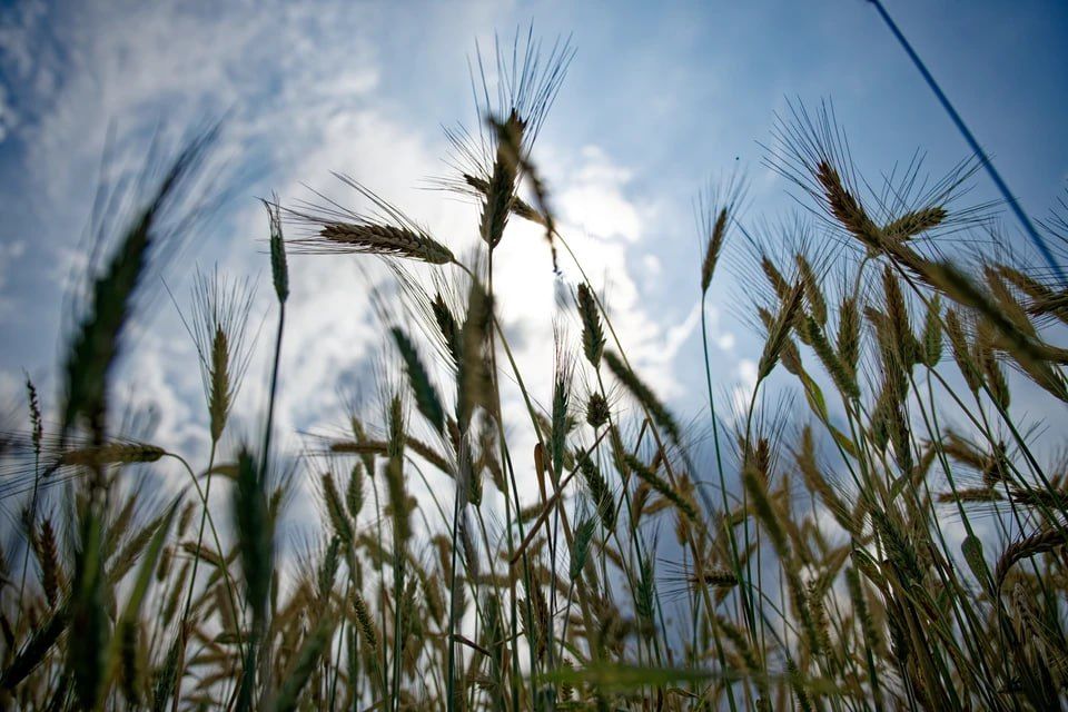 ������������ � ����������� ������� �������: � ��� �������������� ����� ����� ������ �������