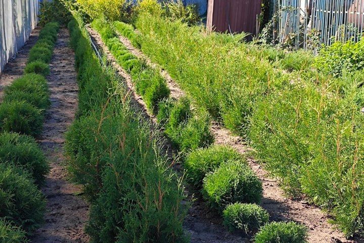 ����������� �����, ������� ������� � ���� �����: ����������� ���������� �������� ������� ���