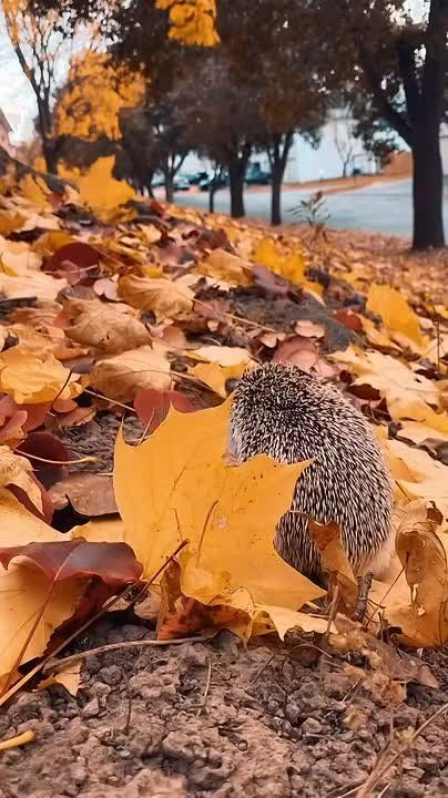 �� �����, ������� ���� � ����� �����, ����� ������� ����� � ����� ����