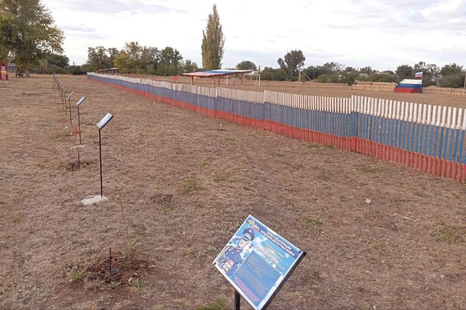 75 кедров высадили на Аллее памяти в ЛНР