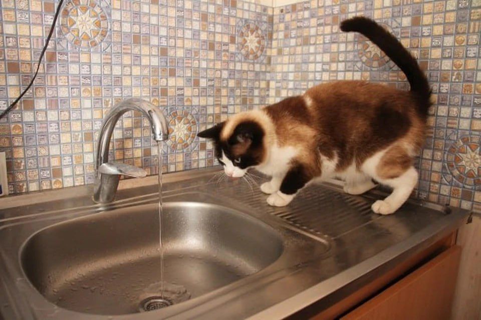 � ��� ��� ������������� 22-������������� �������������� ��������