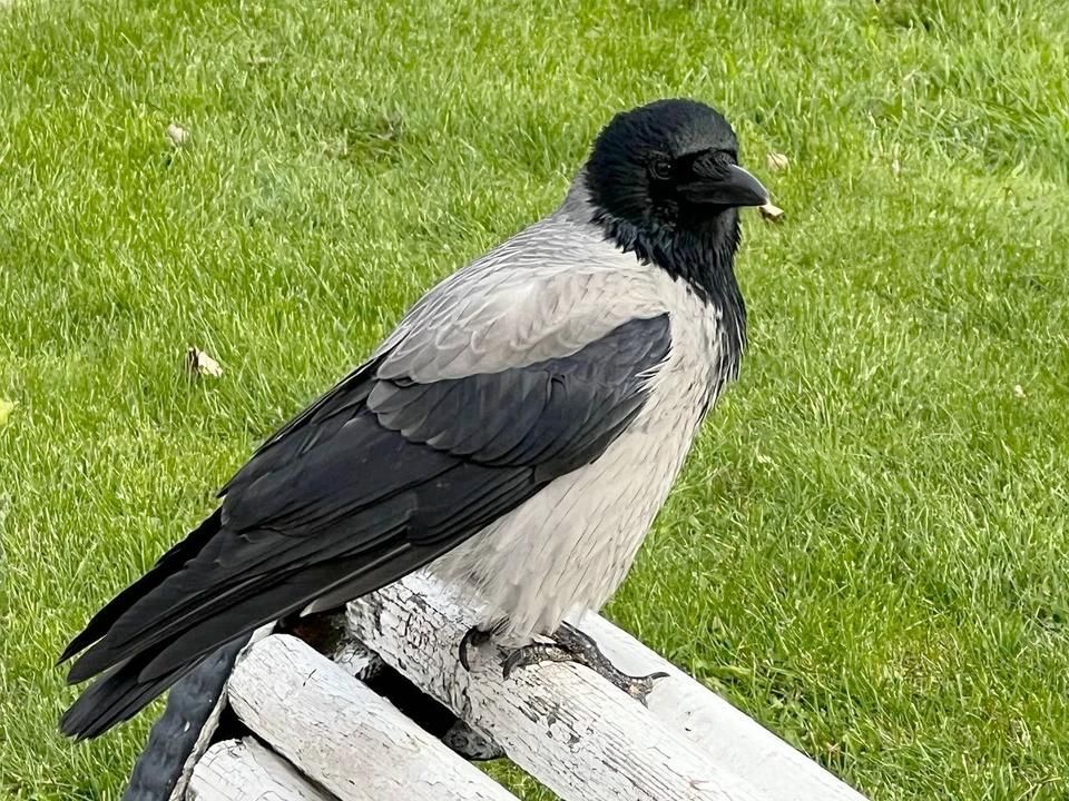 � ��� ������ ���������� �� 8-13�C