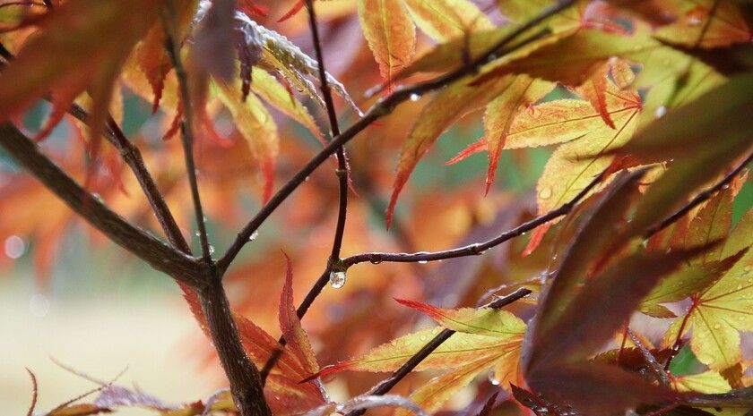 ��������� ������������ 22 ������� � ��� �� 11 �������� �����, ������� �����, �����