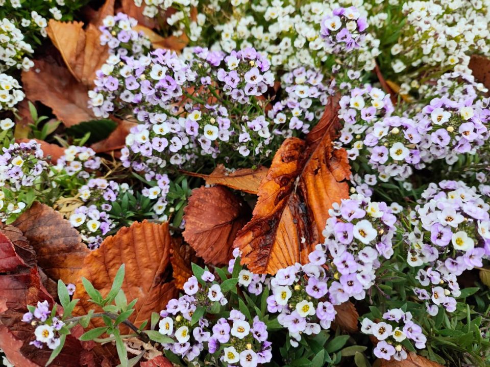 ����� � ������� ����� ������� ��������� � ��� 25 �������