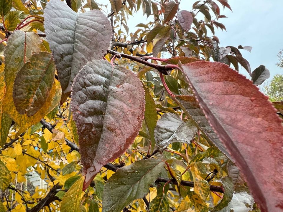 ������� ������ � ��� ���������� �� 15�C