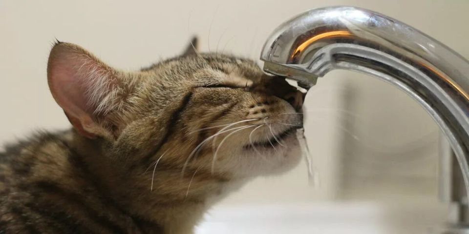 ���������� ��� ��������!. 27.10.25, � ����� � ��������-������������������ ��������, �������������� �� 18:00 27.10.25 ���������� ������ ���� ��: ��. ������, ����� �������, ������� �������������, ��������� � �����