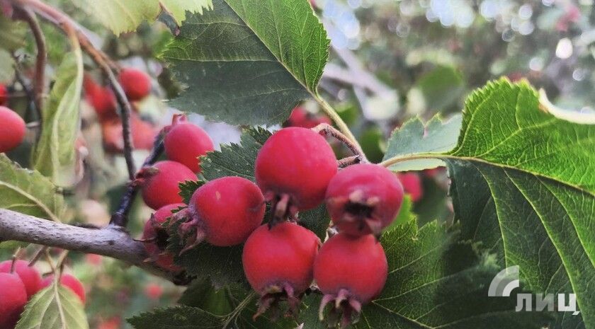 ��������� ������������ 31 ������� � ��� �� 16 �������� �����, ����� � �����