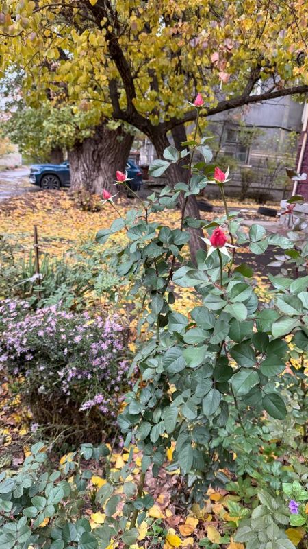 Кажется, цветы забыли, что наступил ноябрь