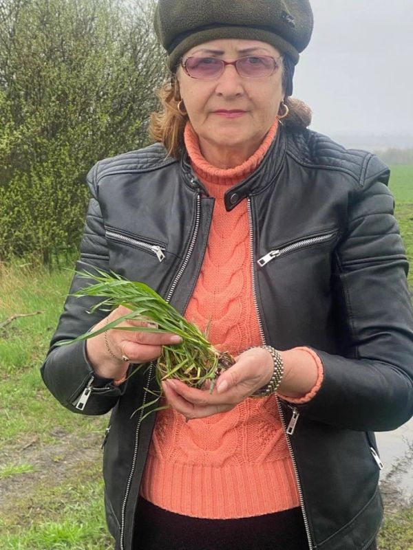 Дожди вернулись: Россельхозцентр дал первую оценку состоянию озимых в ЛНР