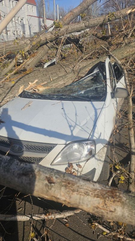 Раненых в результате падения сухого дерева в районе Луганского центра экстренной медицинской помощи и медицины катастроф нет