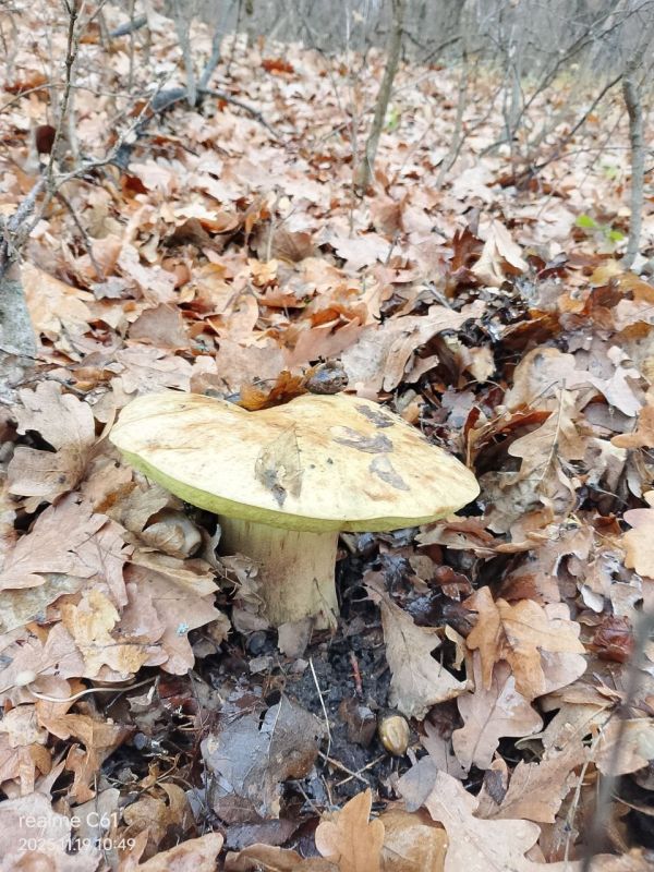 В общезоологическом заказнике "Кондрашевский" обнаружили гигантский гриб из семейства болетовых