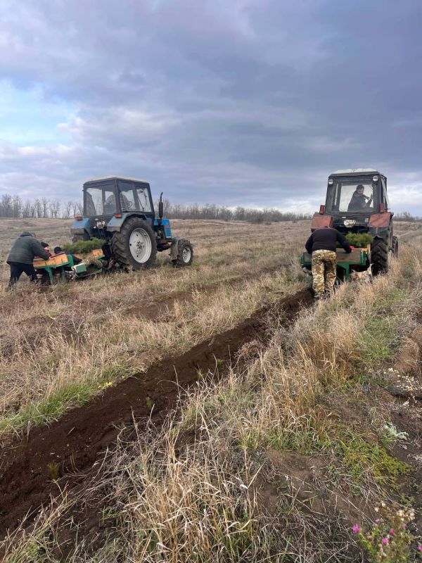 Более 26 га лесных культур высажено в Республике с момента старта осенней лесокультурной кампании