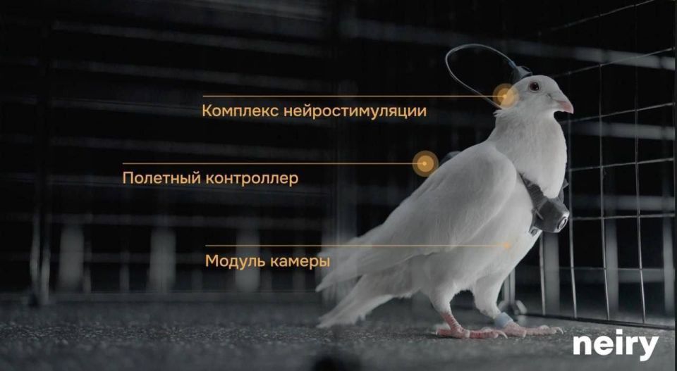 В России создали голубей-дронов для охраны объектов энергетики