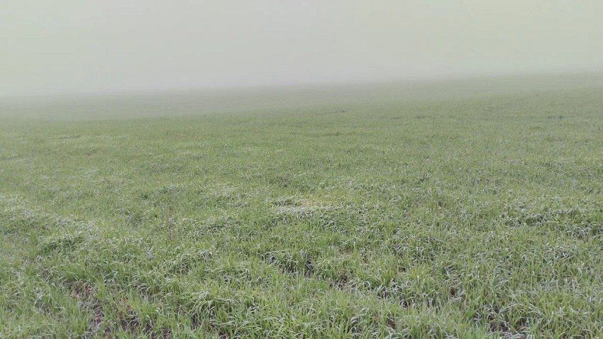 Озимые в ЛНР успешно уходят в зиму: агрономы дают оптимистичный прогноз