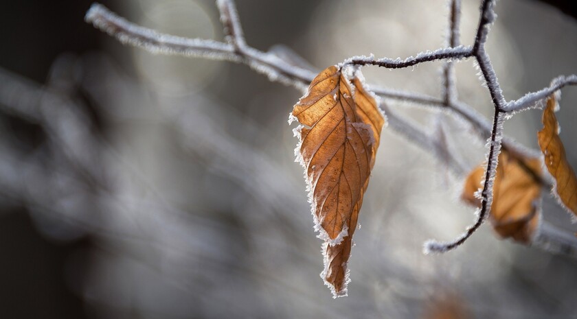 Синоптики прогнозируют 5 декабря в ЛНР до 4 градусов тепла, дождь со снегом, туман