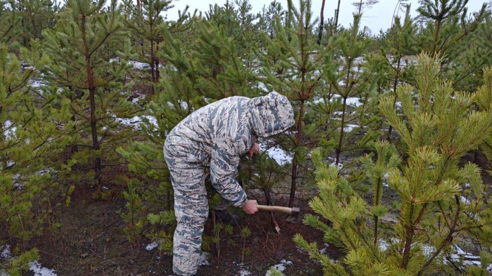 В ЛНР начали продавать новогодние сосны