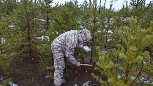 В ЛНР начали продавать новогодние сосны