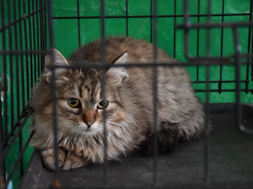 � ����������� ���������� ����������������� ����� ������ ��������� ��������