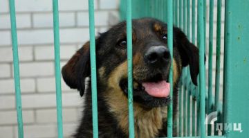 Отлов бездомных собак в ЛНР проходит в первую очередь у территорий детских и лечебных учреждений