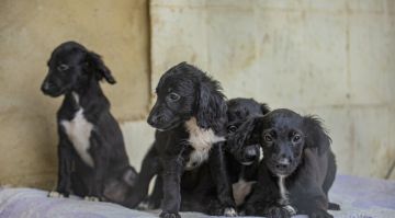ЛНР ведет переговоры о создании в регионе трех питомников для бездомных собак — депутат