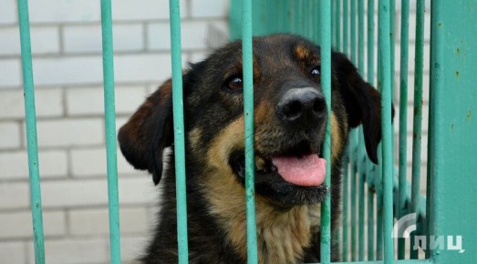 Отлов бездомных собак проходит в первую очередь у детских учреждений и больниц — депутат