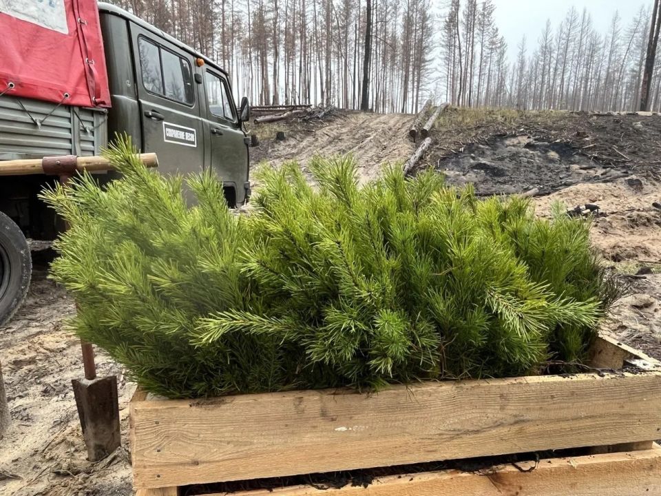 В Республике подвели итоги осенней лесокультурной кампании