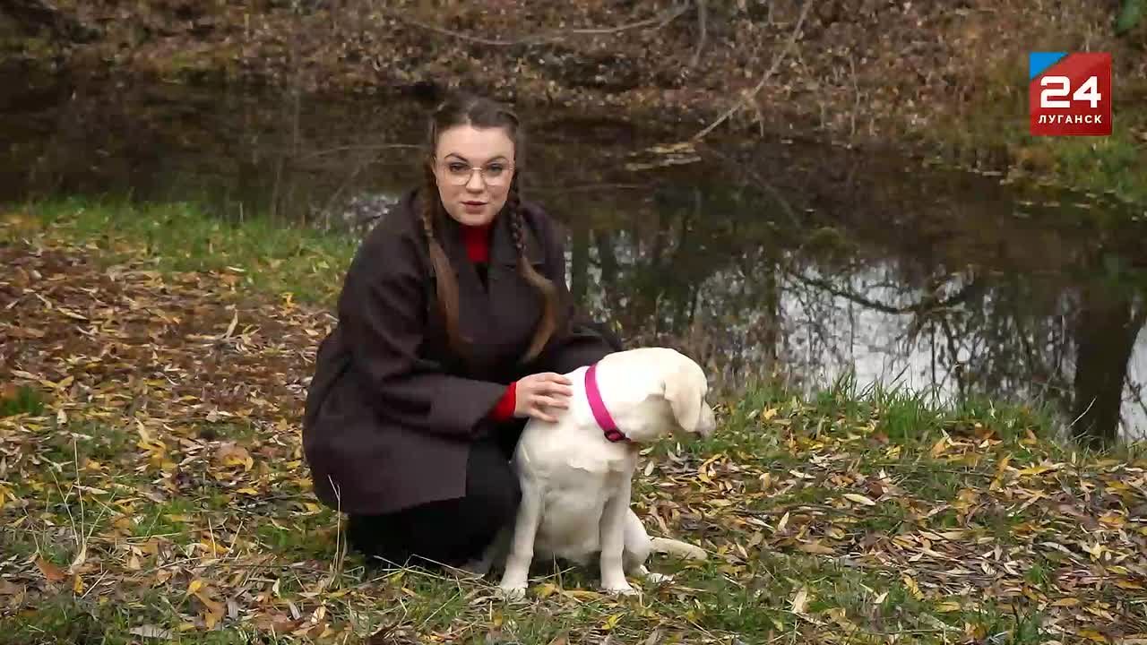 Лабрадоры-ретриверы — отличные спасатели и поводыри