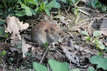 � ��� ���������� ����������� ��������