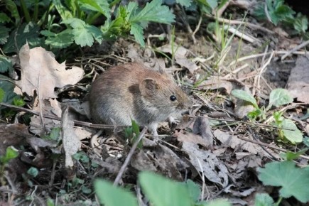 � ��� ���������� ����������� ��������