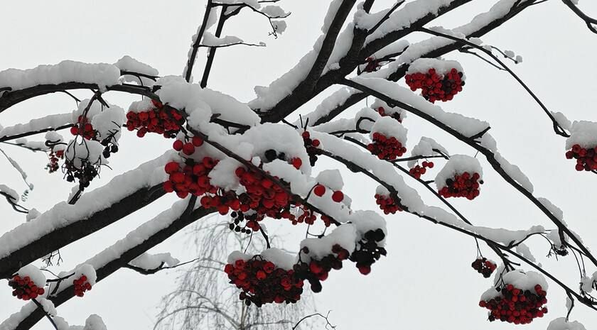 Мягкая зима в ЛНР: подарок природы или угроза для урожая Лето в последние годы становится все жарче, а сентябрь и порой октябрь напоминают теплый август. И большую часть зимы погода балансирует между легким морозцем и...