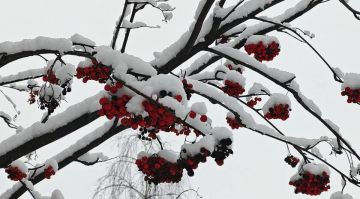 Мягкая зима в ЛНР: подарок природы или угроза для урожая Лето в последние годы становится все жарче, а сентябрь и порой октябрь напоминают теплый август. И большую часть зимы погода балансирует между легким морозцем и...