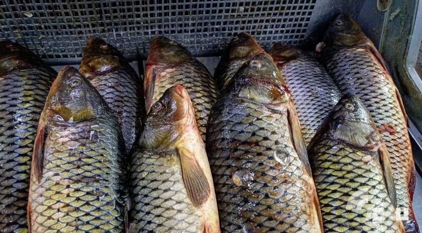 ������������ ��������� ��������� � �������������� ��� ��������� ����������� ��������� ����� ������������ ���� �� ���������� ������� � 2030 ����