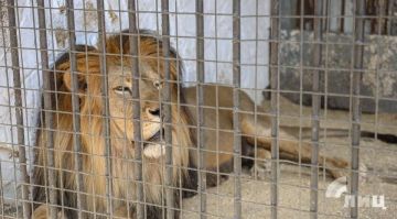 Луганский зооуголок, расположенный в парке имени 1 Мая, не испытывает проблем с обеспечением животных кормами, питомцы получают все необходимые продукты и содержатся в надлежащих условиях