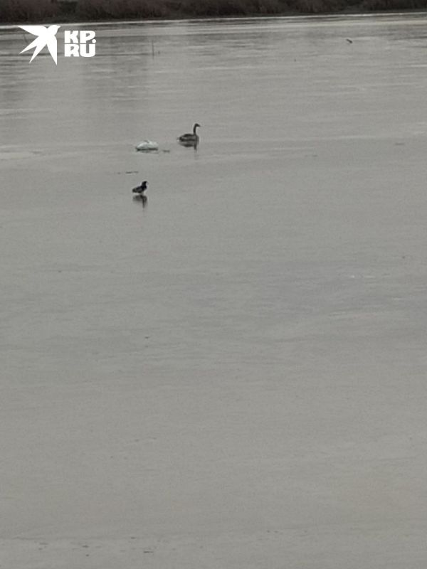 Обглоданные кости лежат в канаве: Массовая гибель лебедей шокировала жителей Луганска