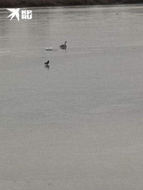 ����������� ����� ����� � ������: �������� ������ ������� ���������� ������� ��������